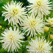 Dalia Enana Cactus blanca